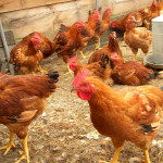 rural-poultry-farming