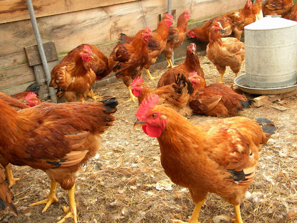 rural-poultry-farming