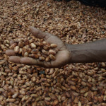 Medium close up image of David Kebu Jnr holding cocoa beans drying in the sun.