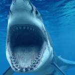 SHARK-WEEK