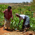 Women from the Mbini Self-Help Group showing off the fields