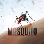 Mosquito