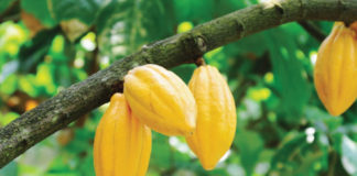 COCOBOD rejects claims of Japan’s ban on Ghana’s cocoa