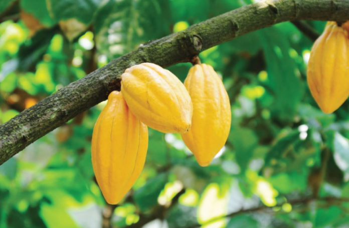 COCOBOD rejects claims of Japan’s ban on Ghana’s cocoa