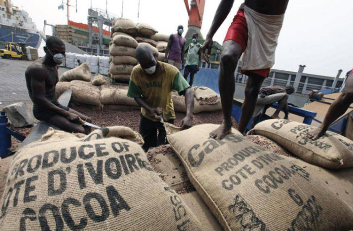 Rejected cocoa smuggled from Ivory Coast