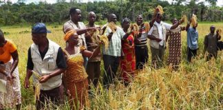 Climate change puts rice farming at risk Climate change puts rice farming at risk