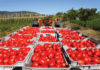 Ghana targets annual tomato production of 400,000 tonnes with launch of GHATSI Happy Sunshine takes measures to meet EPA demands