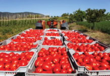 Ghana targets annual tomato production of 400,000 tonnes with launch of GHATSI Happy Sunshine takes measures to meet EPA demands