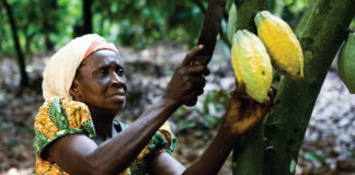 COCOBOD to sell $556m of debt, end subsidies COCOBOD to sell $556m of debt and end subsidies
