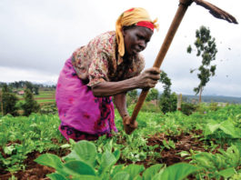 Agric sector declining