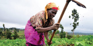 Agric sector still declining Agric sector declining
