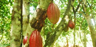 COCOBOD to boost cocoa production to one million tonnes