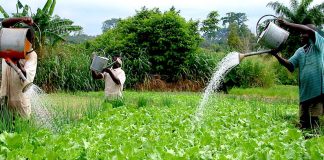 Transforming Africa’s agriculture through greenhouse farming