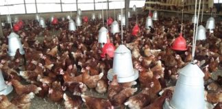 Poultry movement banned