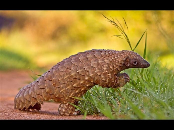 Pangolins: Small Animals with Large Threats |Business Day Ghana