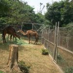 camels-at-kumasi-zoo