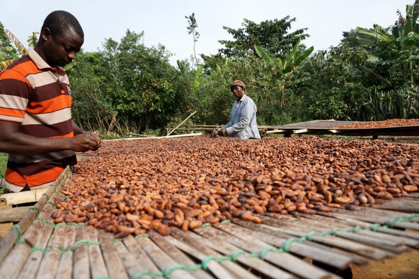 Chocolate war leaves top cocoa producer stuck with beans - Vimarsana News