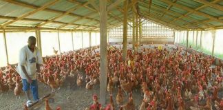 Young man mistakenly buys 1000 chickens ahead of Christmas for GhC 110 online