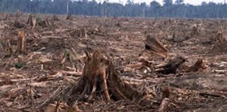 Why are the Chinese allowed to cut down for export Ghana’s neem trees?