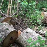 Felling of trees due to illegal mining activities