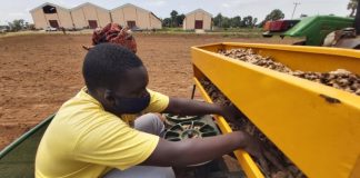 60,000 Farmers Empowered to Boost Ginger Production in Nigeria through the Agrolog and Mastercard Foundation Partnership