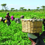 Chamber of Agribusiness pushes for 20-year agric transformation strategy