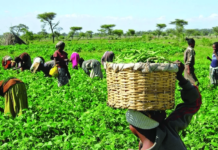 Chamber of Agribusiness pushes for 20-year agric transformation strategy