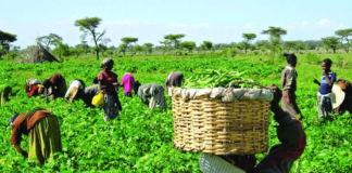 Chamber of Agribusiness pushes for 20-year agric transformation strategy