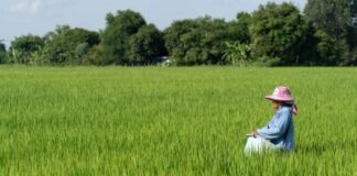 DFI Retail Group Launches Low-Carbon Rice Pilot Programme Reduces at Least 30% in GHG Emissions