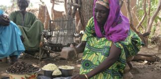 Shea industry on brink of collapse, as harsh conditions ravage trees