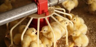 Agric Minister hails private sector’s role in poultry feed production