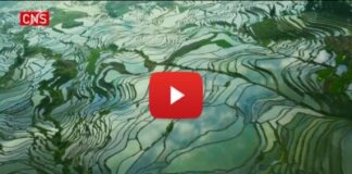 Hani Terraced Fields: A Paradise Harboring Ingenious Technology