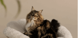 Tavo Unveils the Shell™ – A Pet’s Elevated Sanctuary of Comfort and Style