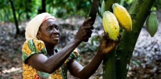 Sweet Deal for Cocoa Farmers