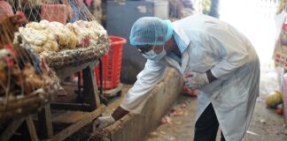 Animal disease detection gets boost as FAO, MoFA collaborate on reporting and warning systems