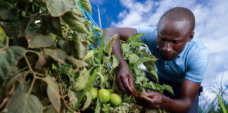When a Bag Isn’t a Bag: How Avoiding Scales Hurts Ghana’s Farmers and Food Security