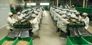 Cashew processors set 85,000-ton target by 2026