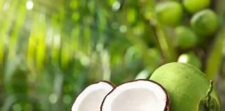 Roots of prosperity: President Mahama’s 3 million coconut seedlings initiative unleashes hope, jobs and export potential