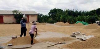 Rice Farmers In Ketu North Get Guaranteed Market as NAFCO Operationalizes Abandoned Warehouse
