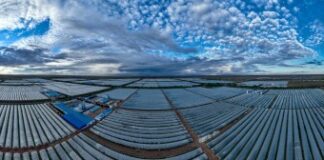 Chinese Spirulina Industry Expands Global Reach, Promoting Health and Nutrition Benefits