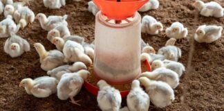 GVMA hails govt’s ‘Feed Ghana Programme’ as game-changer for food security