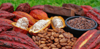 Gov’t reworks cocoa model after US$1bn setback