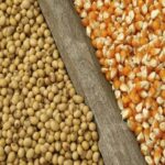 Grain surplus deepens farmers’ woes