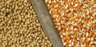 Grain surplus deepens farmers’ woes