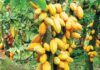 Cocoa growth eases to 3.8% after spectacular recovery in 2025