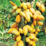 Cocoa growth eases to 3.8% after spectacular recovery in 2025