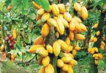Cocoa growth eases to 3.8% after spectacular recovery in 2025