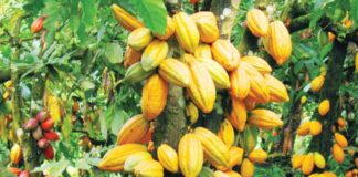 Ivory Coast Weighs Cocoa Price Cut Amid Global Market Slump