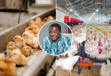 Government Reveals Ambitious Master Plan: Can It Revitalize the Stagnant Poultry Industry?