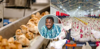 Government Reveals Ambitious Master Plan: Can It Revitalize the Stagnant Poultry Industry?
